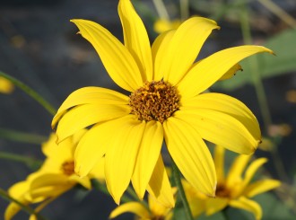 Helianthus  'Gullick's Variety'