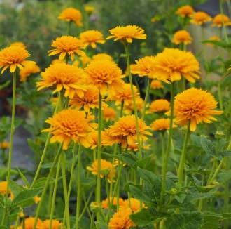 Heliopsis helianthoides 'Asahi'