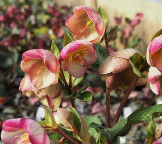 Helleborus x hybridus 'Glenda's Gloss'