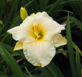 Hemerocallis hybrida 'Blizzard Bay'