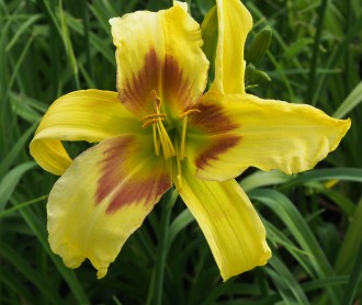 Hemerocallis hybrida 'Green Eyed Giant'