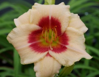 Hemerocallis hybrida 'Pandora Box'