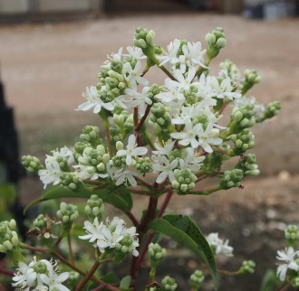 Heptacodium miconioides