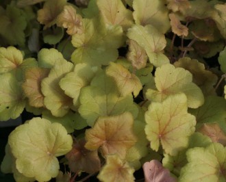 Lythrum salicaria...