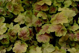 Heuchera  'Miracle'