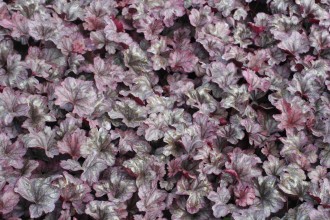 Heuchera  'Plum Royal'