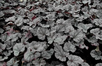 Heuchera  'Silver Lode'