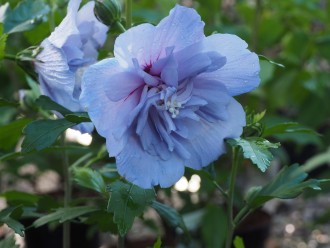 Hibiscus syriacus 'Blue...