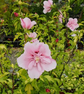 Hibiscus syriacus 'Pink Schiffon'
