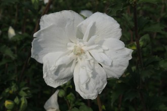 Hibiscus syriacus 'White...