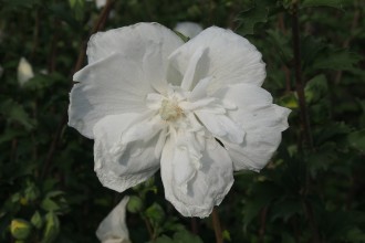 Hibiscus syriacus 'White Schiffon'