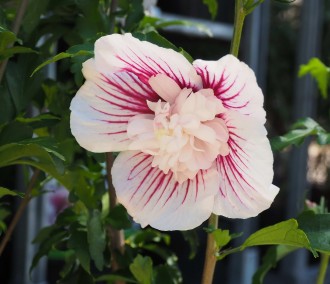 Hibiscus syriacus 'Starbust Chiffon Noble'