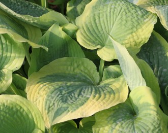 Hosta hybrida 'Dark Shadows'