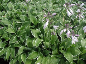 Mentha spicata subsp....