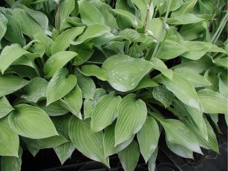 Hosta hybrida 'Zager Blue'