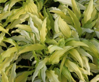 Hosta × sieboldii f. kabitan