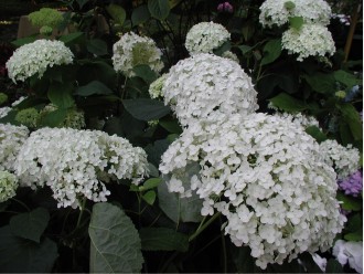 Hydrangea arborescens 'Annabelle'