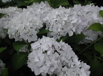 Hydrangea macrophylla 'Soeur Thérèse'