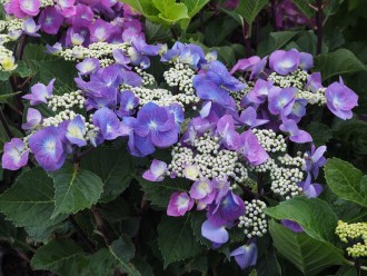 Hydrangea macrophylla 'Zorro'