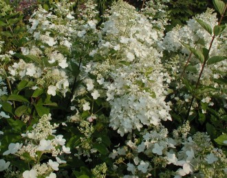 Hydrangea paniculata 'Confetti'