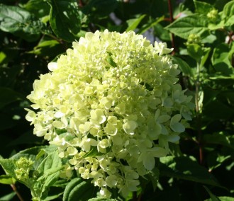 Hydrangea paniculata 'Levana'