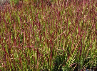 Imperata cylindrica 'Red...