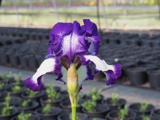 Miscanthus sinensis 'Purple...