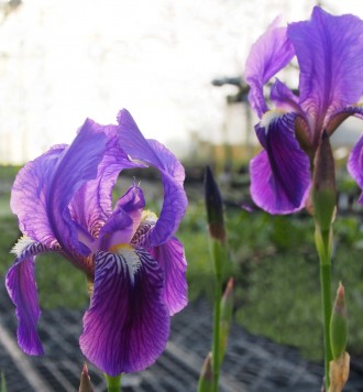 Iris spectabilis