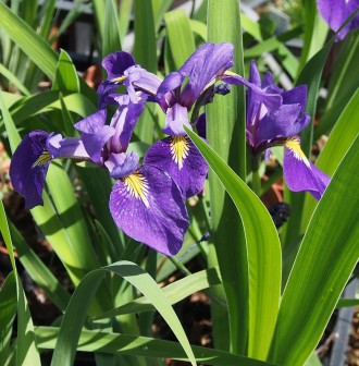 Iris x versilaes 'Versilaev Princess'