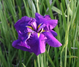 Iris kaempferi 'Rampo'