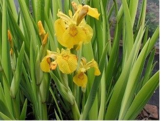 Iris pseudoacorus 'Variegata'