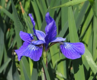 Iris sibirica 'Annick Philip'