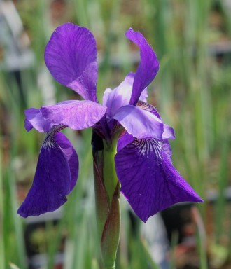 Iris sibirica ssp.