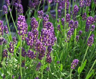 Lavandula angustifolia 'Ellegance'
