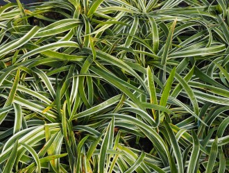 Osmanthus aquifolium
