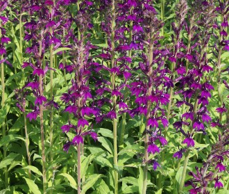Lobelia x speciosa 'Hadspen Purple'