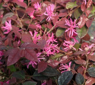 Loropetalum chinense 'Black Pearl'