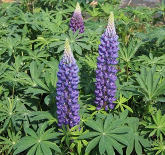 Lupinus polyphyllus nanus 'Gallery Blue'