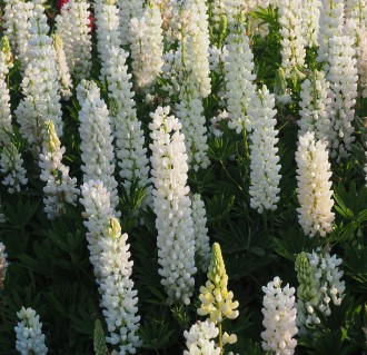 Lupinus polyphyllus nanus 'Gallery White'