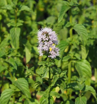 Mentha  'Andalusia'