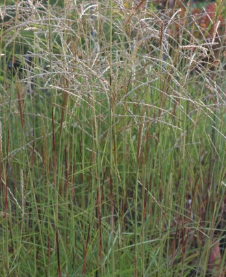 Miscanthus sinensis 'Simply...