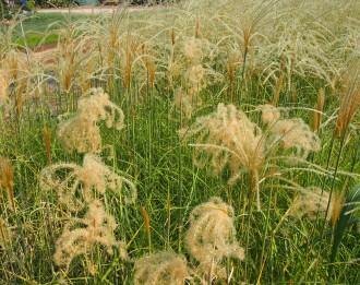 Miscanthus sinensis 'Huron Sunrise'