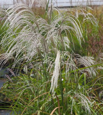 Miscanthus sinensis 'Memory'