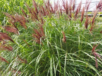 Miscanthus sinensis 'Red Chief'