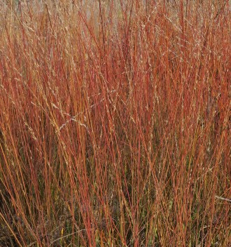 Molinia caerulea sbsp. arund. 'Les Ponts de Cé'