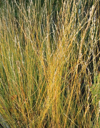 Molinia caerulea sbsp. arund. 'Reeds Yellow'