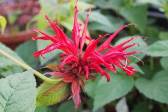 Monarda  'Fireball'