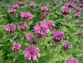 Monarda  'Mohawk'