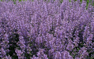 Phlox paniculata 'Luc's Lilac'