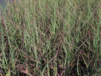 Panicum virgatum 'Külsenmoor'